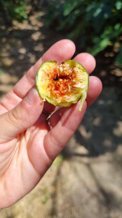 תאנים אוכלים בחצאים (עין אלקזר)